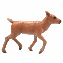 mojo sob – mládě