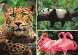 Puzzle zvířata – koláž 1000 dílků EKO