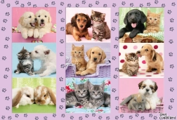 Schmidt puzzle Moji zvířecí přátelé 100 dílků