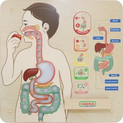 Masterkidz edukativní nástěnná tabule – trávicí soustava Montessori