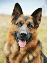 Diamantové malování Německý ovčák 30x40 cm