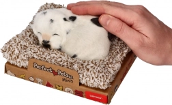 Štěkající dalmatin na pelíšku