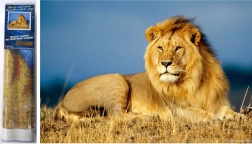 Diamantové malování Lví majestát 30x40 cm