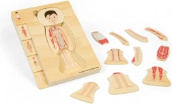 Dřevěné vrstvené puzzle anatomie – chlapec BIGJIGS TOYS