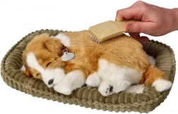 dýchající štěňátko border kolie k adopci