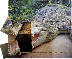 Dřevěné vrstvené puzzle Krokodýl - životní cyklus
