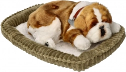 Dýchající štěňátko buldok