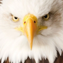 Čtvercové puzzle CURIOSI Q Animal Orel, 66 dílků