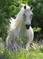 Puzzle Bílý hřebec XXL 100 dílků