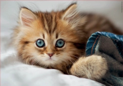 Puzzle Koťátko EDUCA 200 dílků