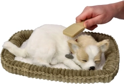 Chrápající štěňátko Chihuahua