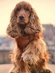 Diamantové malování – kokršpanělův pozdrav 30 × 40 cm