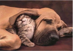 Puzzle Mazlení 500 dílků