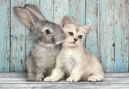 Puzzle 500 dílků compact kočka a králík