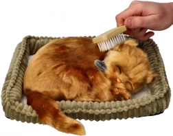 Adopční sada koťátko turecká angora