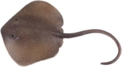 Figurka rejnok Trnucha východní