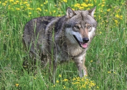 Ravensburger puzzle nebojácný vlk 1000 dílků