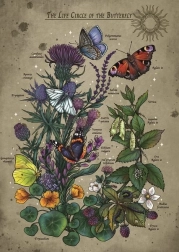 Puzzle Životní cyklus Motýla 1000 dílků
