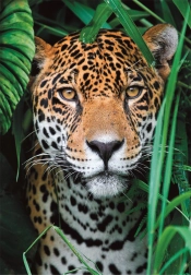 Puzzle 500 dílků jaguár v džungli CLEMENTONI