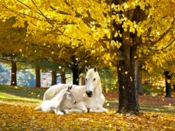 Sada na diamantové malování - Klisna s hříbětem v podzimní krajině