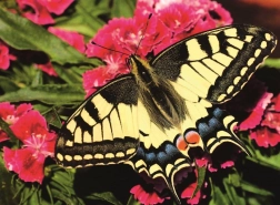 Ravensburger puzzle Krásný motýlek 500 dílků