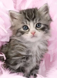 Puzzle Roztomilé Kotě 500 dílků