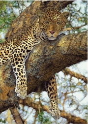 Puzzle Levhart 1000 dílků