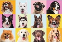 Puzzle 60 dílků – roztomilá štěňátka TREFL