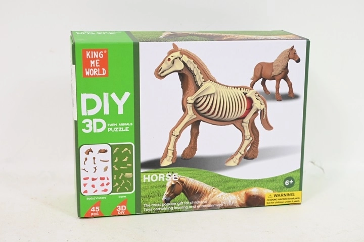 Anatomický model koně