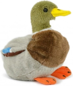 plyšový kačer kachny divoké 18 cm