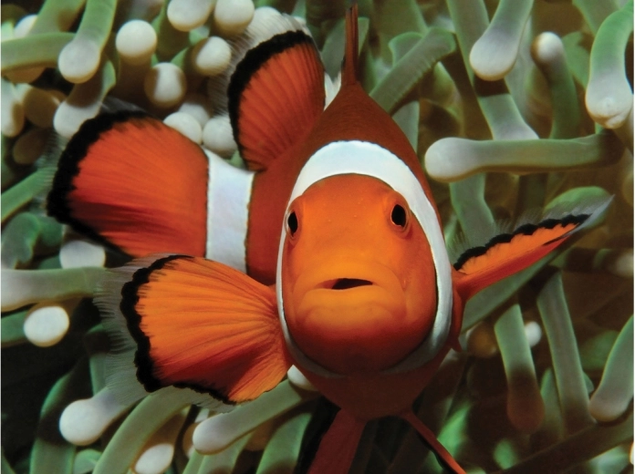 Okouzlující motiv z podmořského světa