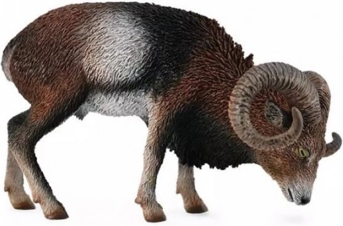 Muflon evropský
