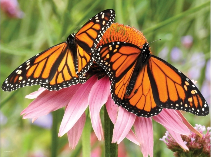 Realistický 3D efekt motýlů