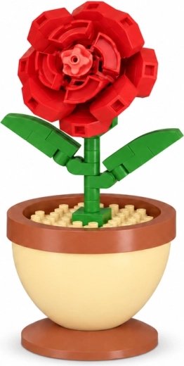 Detailní červená růže