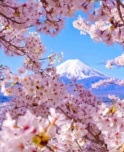 Diamantové malování Hora Fudži s třešňovým květem 30 × 40 cm