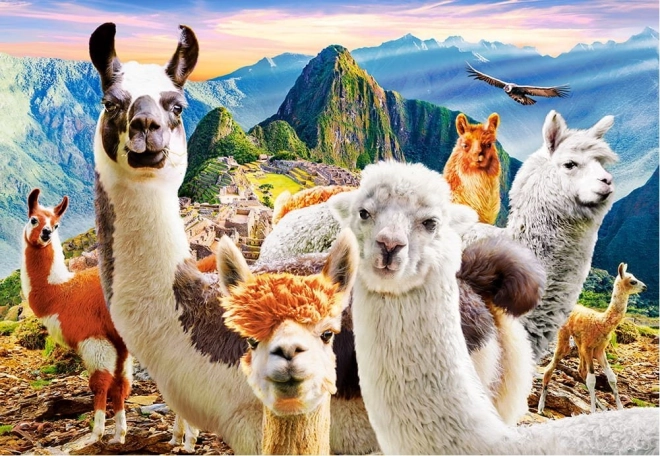 puzzle 200 dílků llamas selfie