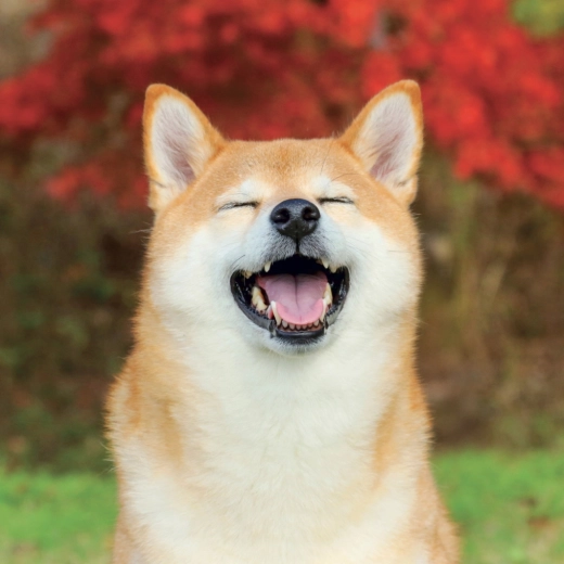 12 radostných fotografií psů