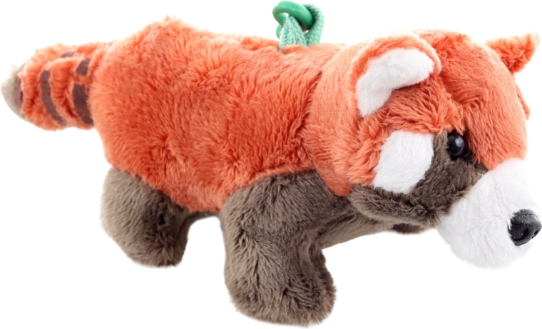 Roztomilý vzhled pandy červené