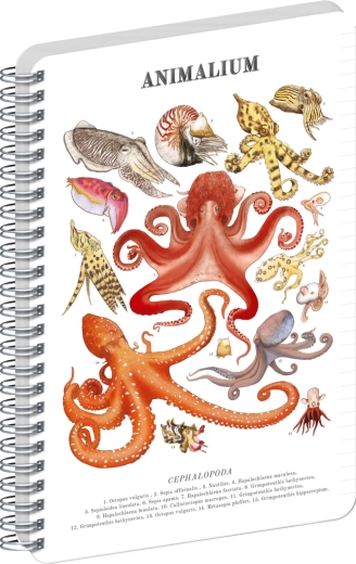 Notique spirálový blok Animalium hlavonožci linkovaný A4