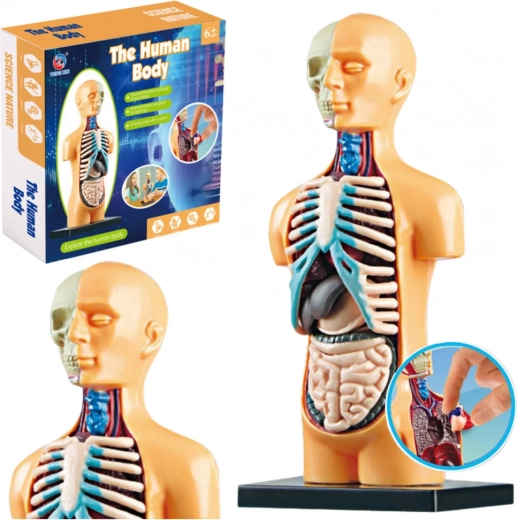 Model anatomie lidského těla pro vzdělávání