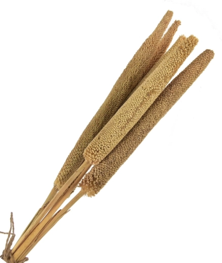 Sušená dekorace (sušina) béžová – 5 ks, 50–60 cm