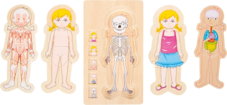 Anatomie v přehledných vrstvách