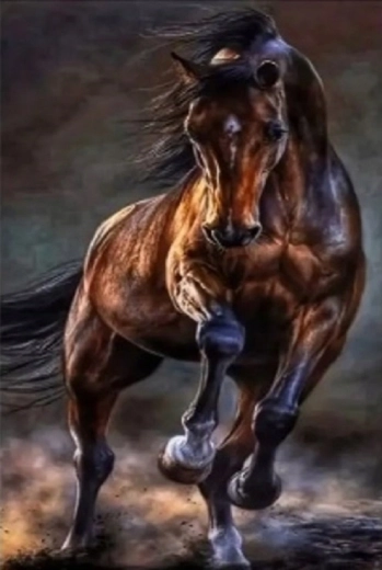 Norimpex diamantové malování divoký kůň 30 × 40 cm