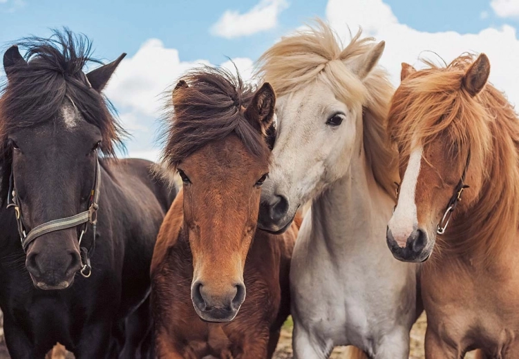 Kvalita RAVENSBURGER pro snadné skládání