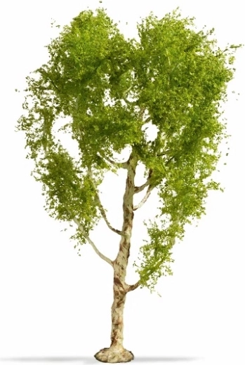 Noch master tree bříza péřová 21 cm