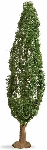 Noch topol (master tree) 18 cm