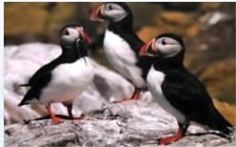 Realistický motiv maskoněrů