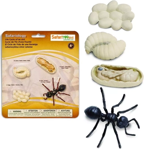 Safari Ltd. životní cyklus – mravenec