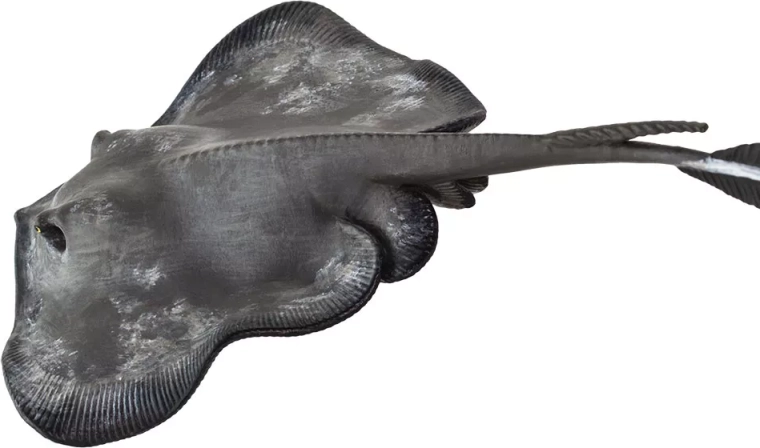 Bezpečný, netoxický materiál