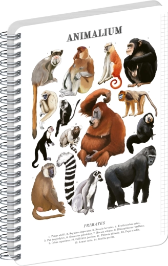 Notique spirálový blok Animalium – primáti, A4, čtverečkovaný